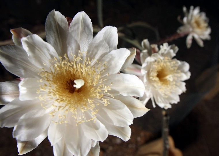 Night-blooming cereus